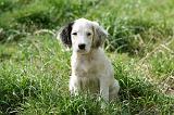SETTER ANGLAIS 273